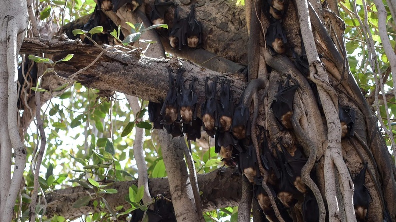 Bats in Banyan tree, Ahmedabad, India